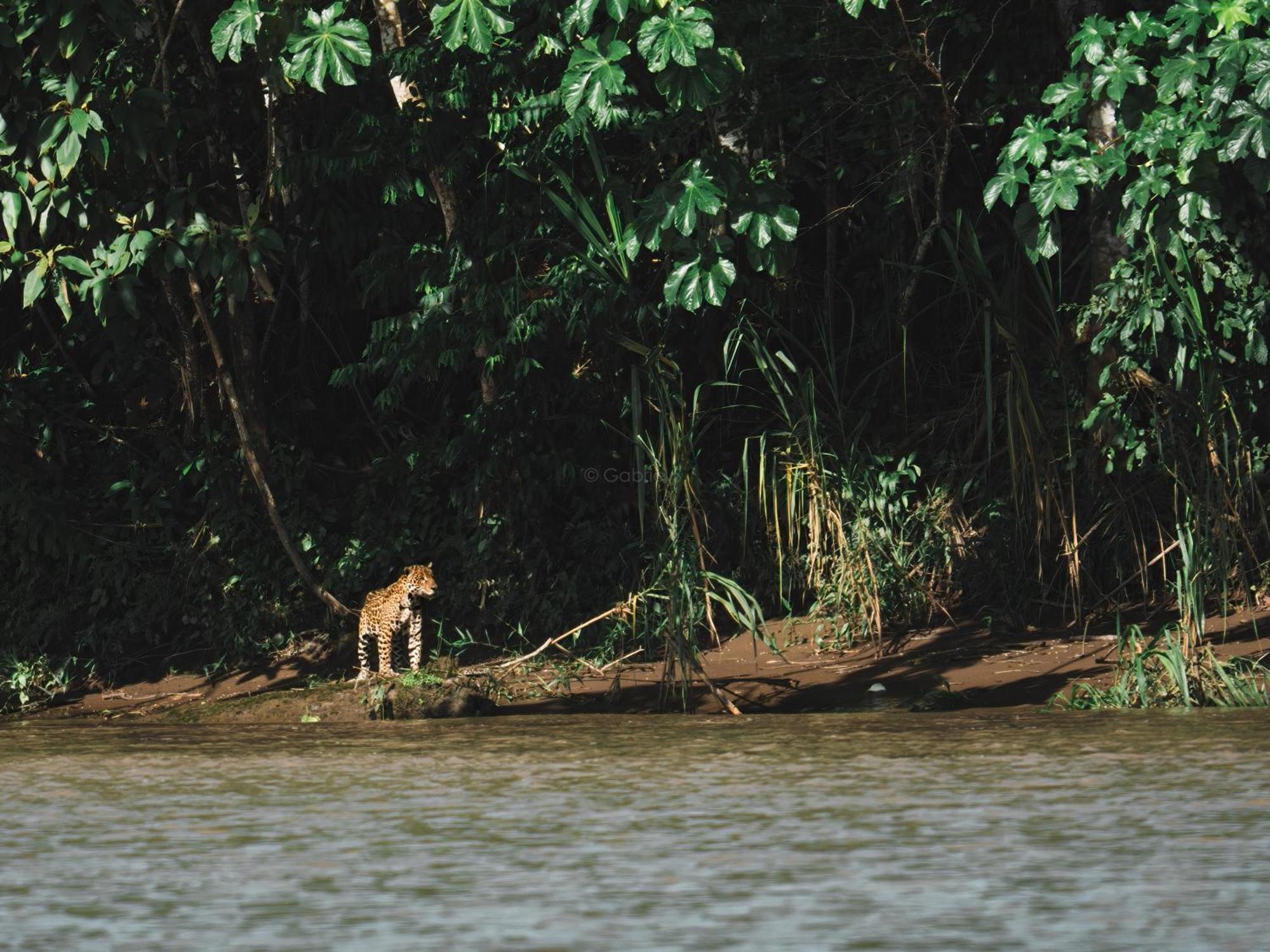 Tambopata Research Center Villa Eksteriør billede